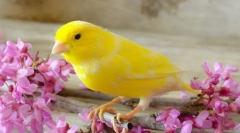 Niż karmienie kanarek